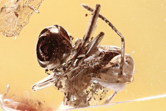 Detailed Fossil Ant (Dolichoderinae) In Baltic Amber #335713
